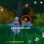 Lokasi Sunsettia Genshin Impact Untuk Buat Jam/Selai lokasi sunsettia genshin impact untuk buat jam